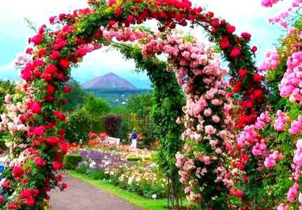 Amritsar to Manali & Shimla with Chandigarh Drop-off